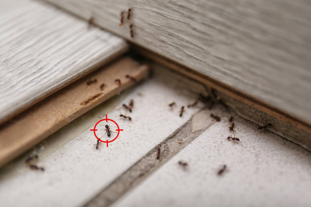 Best Pest Control Near Me  in Naples Manor, FL