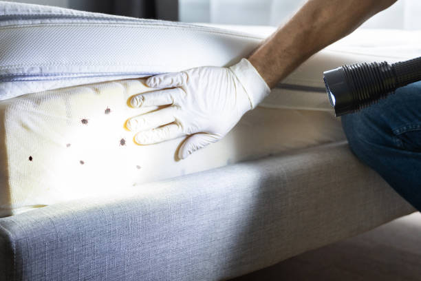 Best Affordable Pest Control Services  in Naples Manor, FL