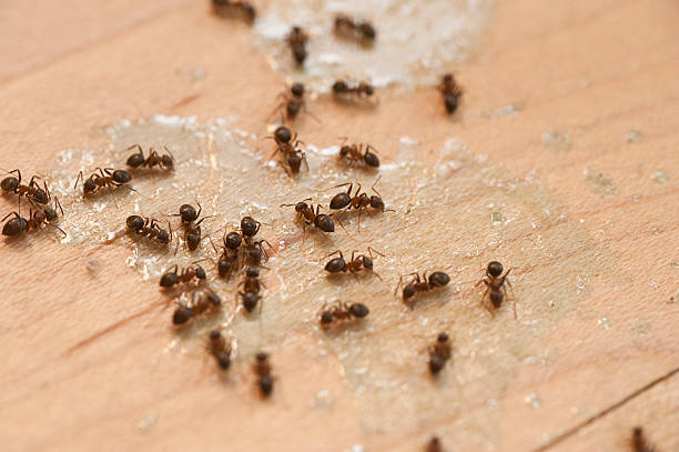 Best Emergency Pest Control  in Naples Manor, FL